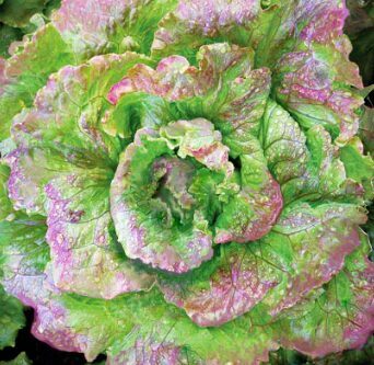 Sviesta salāti ‘Grandpa Admire’s'